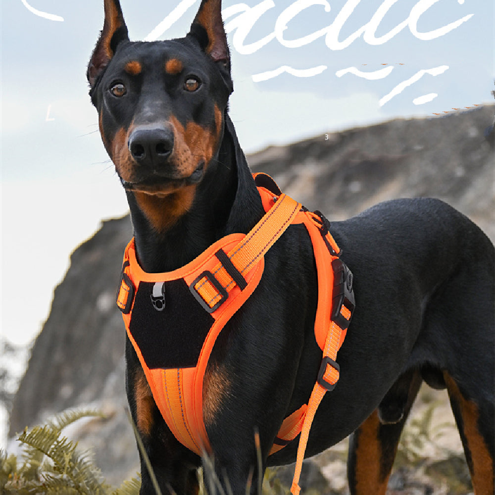 Padded No-Pull Harness – Optimal Control & Comfort 🐶