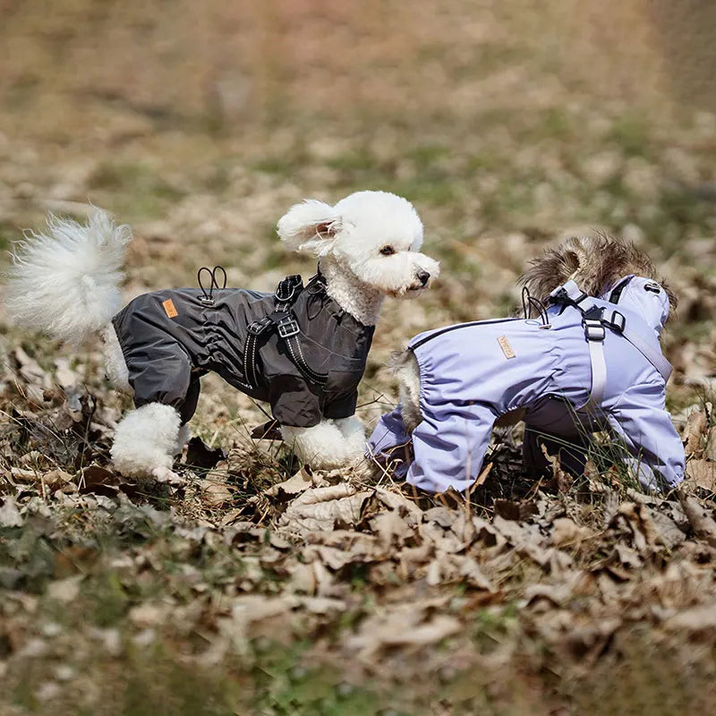 Imperméable 4 Pattes avec Harnais – Protection Totale Sous la Pluie 🌧️🐶💛