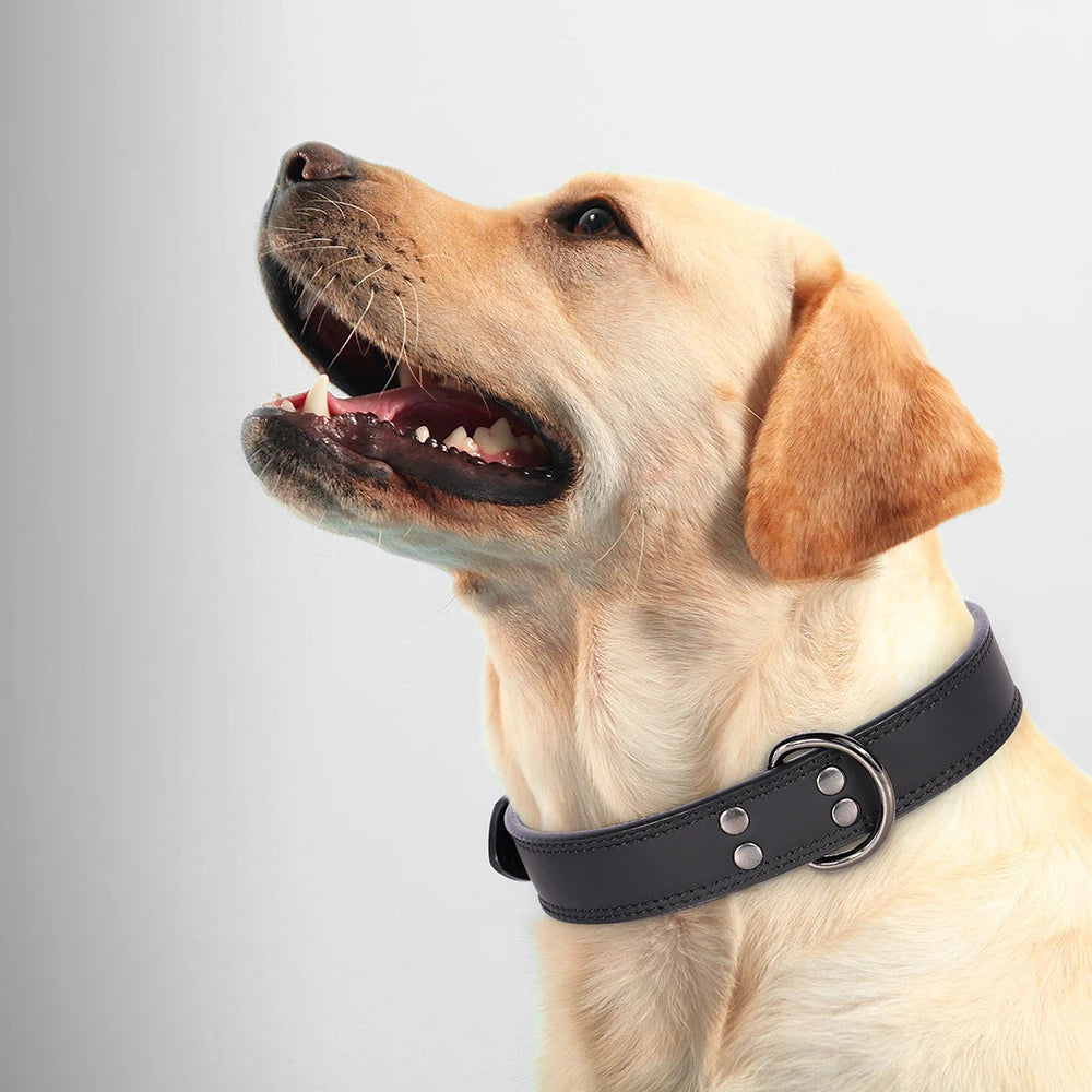 Collier en Cuir pour Chien – Élégance & Confort Premium 🖤🐶