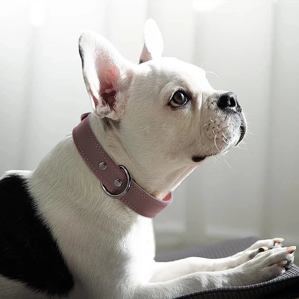 Collier en Cuir pour Chien – Élégance & Confort Premium 🖤🐶