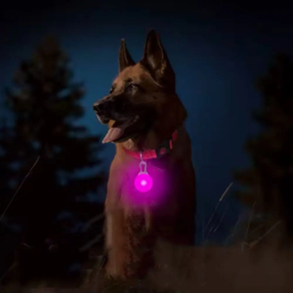 USB Rechargeable LED Light-Up Dog Collar – Night Safety