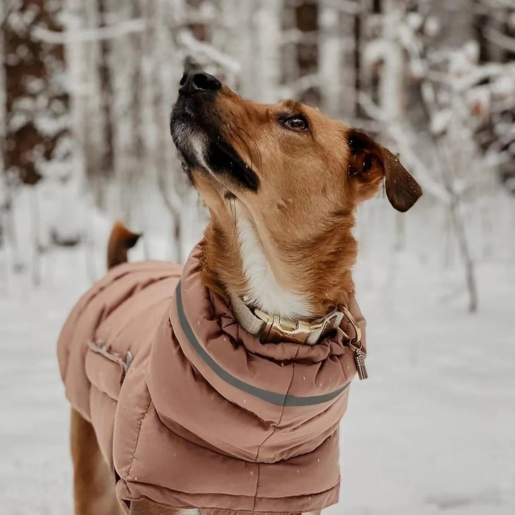 Veste d’Hiver Coupe-Vent pour Chien – Ultra Chaude & Confortable