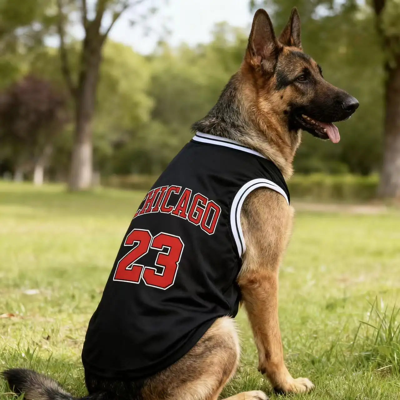 Chicago Basketball Jersey – Urban Style & Summer Freshness 🏀🐶