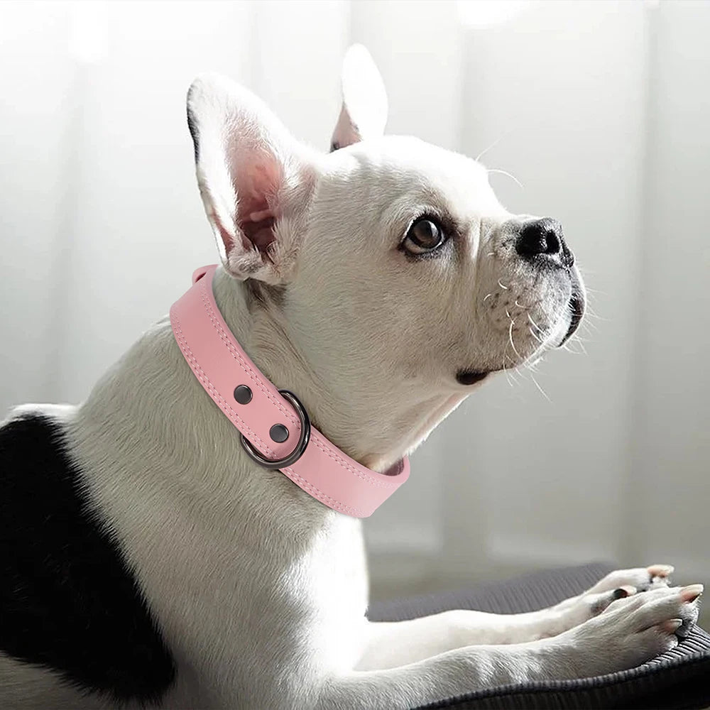 Collier en Cuir pour Chien – Élégance & Confort Premium 🖤🐶
