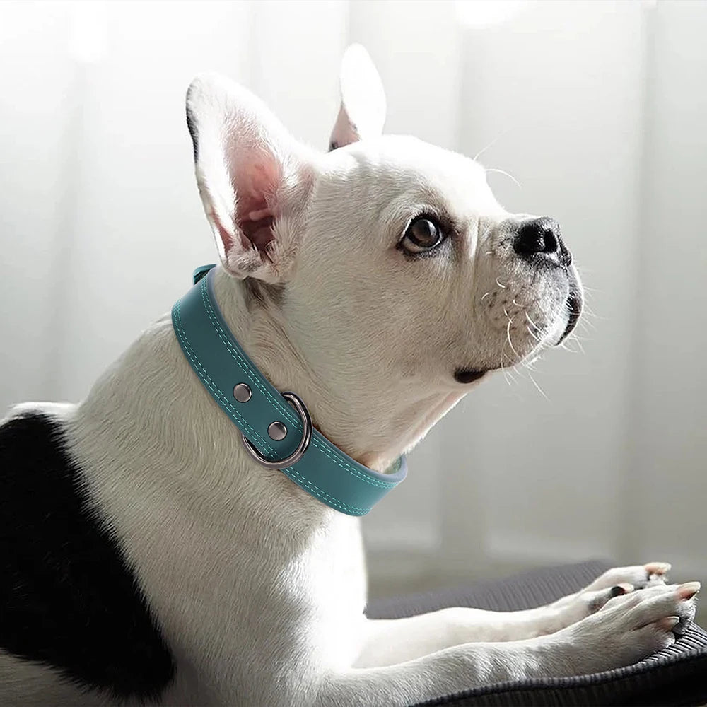 Collier en Cuir pour Chien – Élégance & Confort Premium 🖤🐶