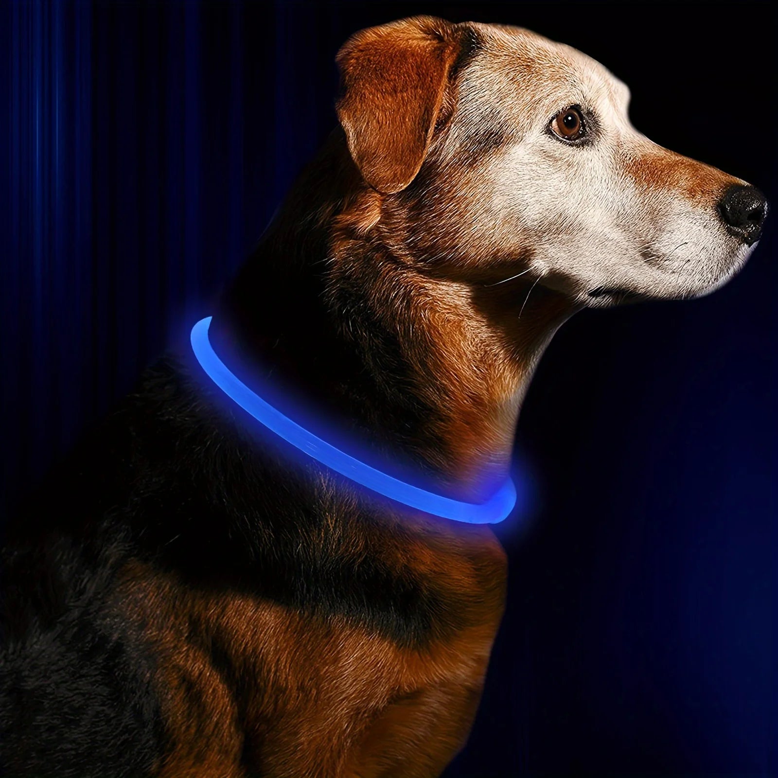 LED Light-Up Collar – Nighttime Safety & Visibility 🌙✨