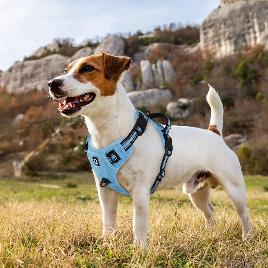 Harnais Anti-Traction + Laisse 1.5 m – Contrôle & Confort Total 🐶💛