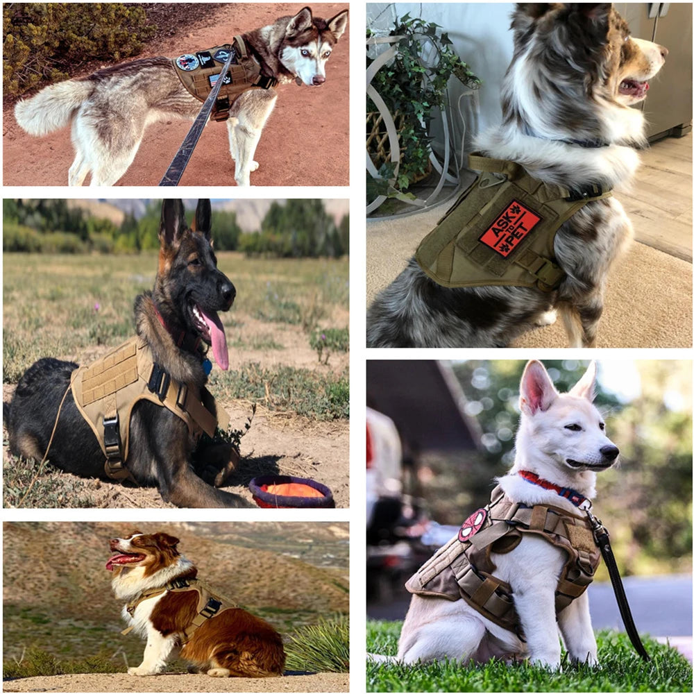 Harnais Tactique Renforcé en Nylon – Contrôle & Durabilité Maximale 🐕💪