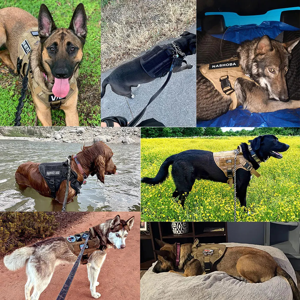 Harnais Tactique Pro + Laisse – Puissance & Contrôle Absolu 🐶💛