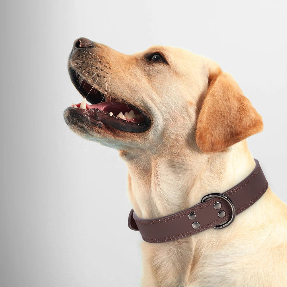 Collier en Cuir pour Chien – Élégance & Confort Premium 🖤🐶