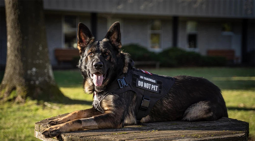 Reinforced Nylon Tactical Harness – Maximum Control & Durability 🐕💪