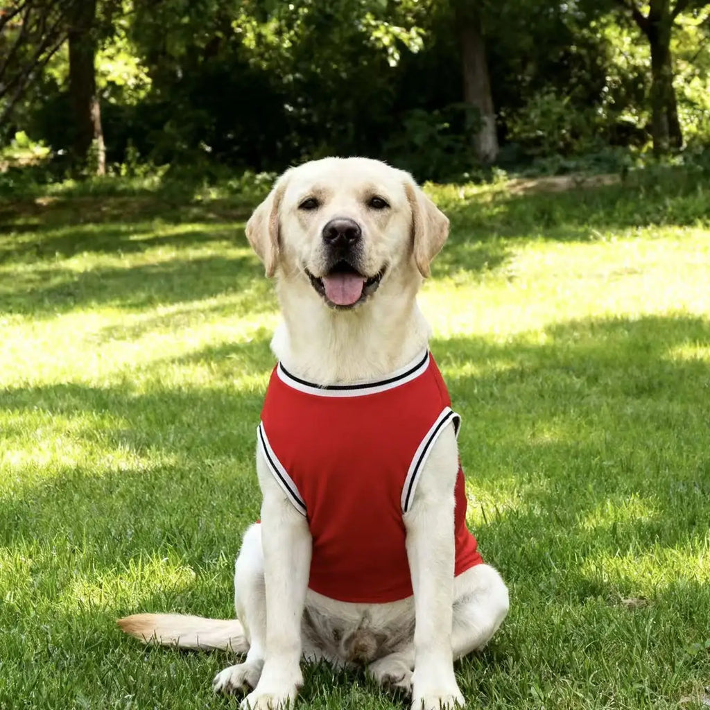 Jersey Basket Chicago – Style Urbain & Fraîcheur Été 🏀🐶