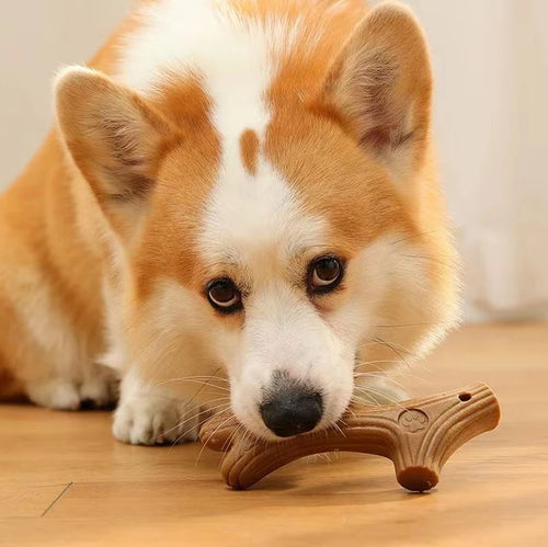 Eco Dental Stick – Chewing & Healthy Teeth 🌿🦴🐶💛