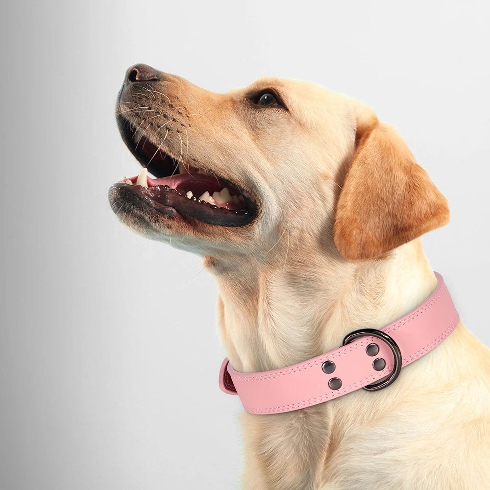 Collier en Cuir pour Chien – Élégance & Confort Premium 🖤🐶