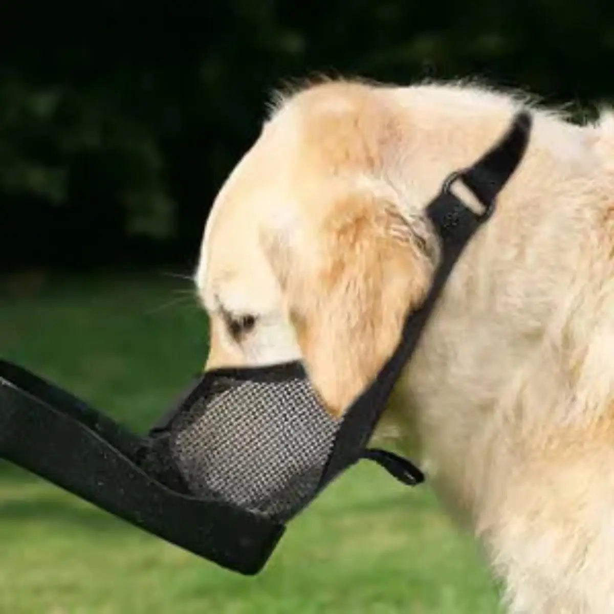 Museau Maille Respirante – Sécurité & Confort Quotidien 🐶🛑