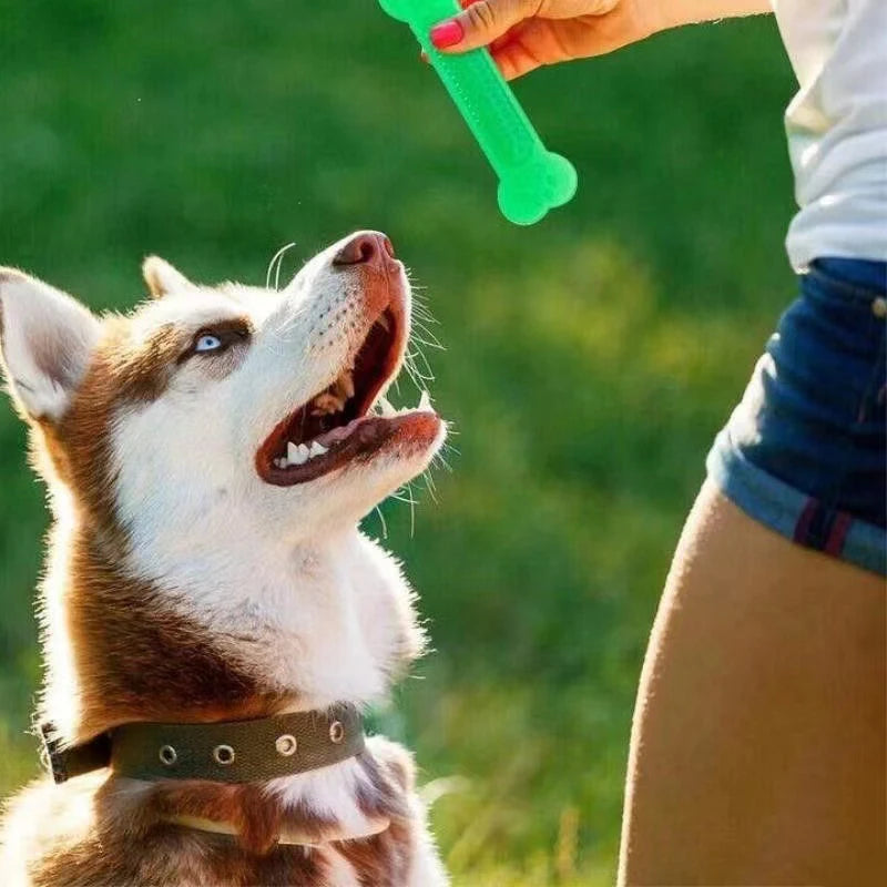 Os à Mâcher Dentaire – Résistant & Nettoyage des Dents 🦴🦷🐶💛