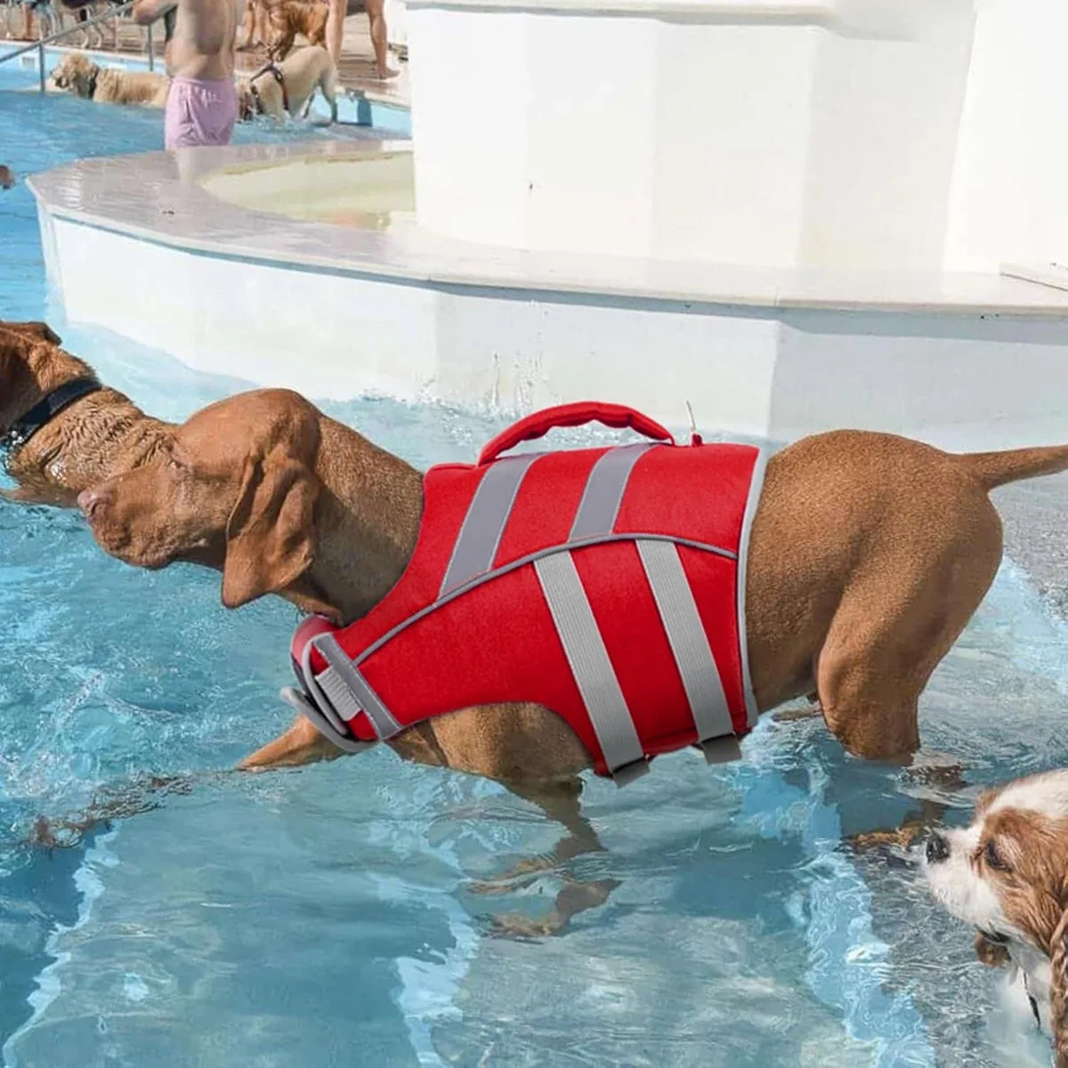 Gilet de Sauvetage pour Chien – Flottabilité & Sécurité Maximale 🐶🌊🦈💛