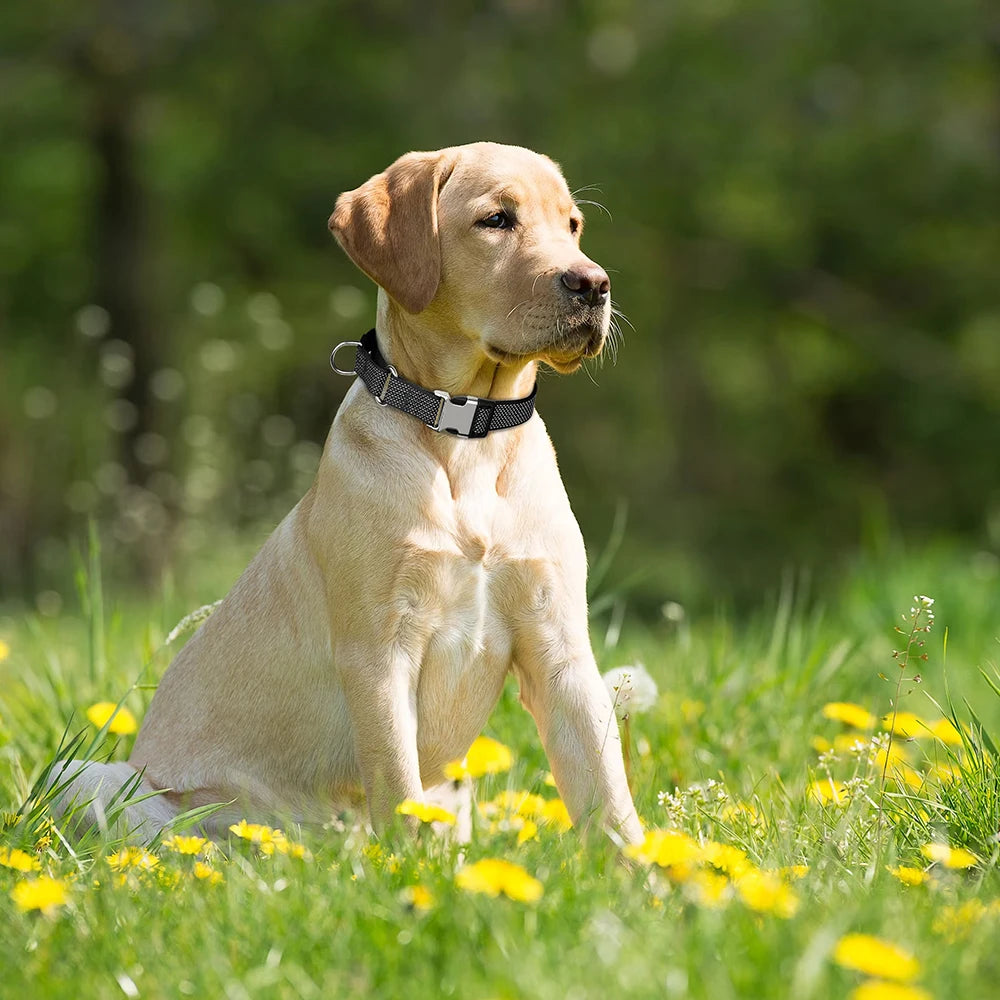 Collier Réfléchissant Ajustable – Sécurité & Confort Quotidien 🐶💛