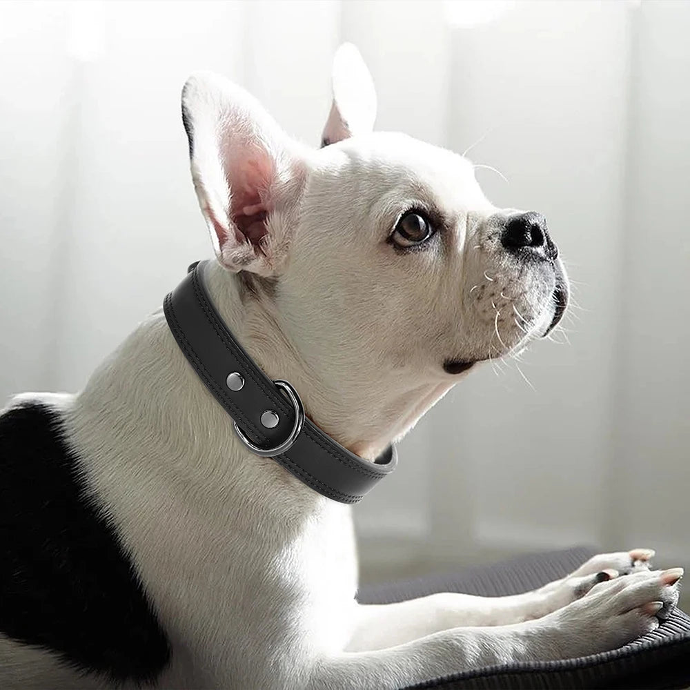 Collier en Cuir pour Chien – Élégance & Confort Premium 🖤🐶